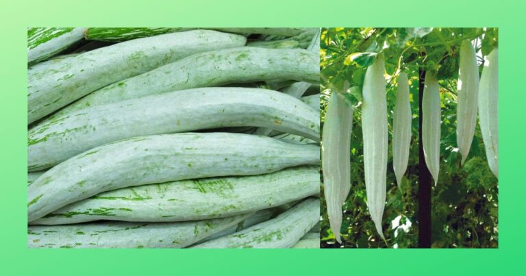 snake gourd benefits