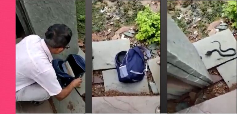 snake in school bag viral video