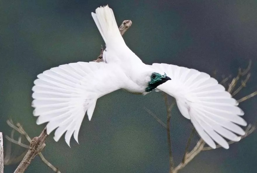 bare throated bellbird