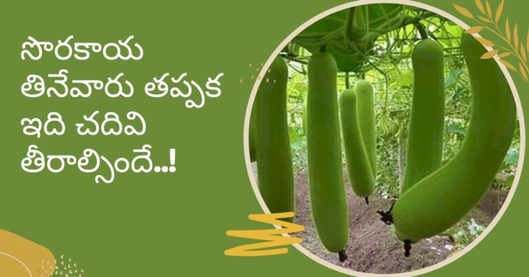 Bottle Gourd: సొర‌కాయ తినేవారు త‌ప్ప‌క ఇది చ‌దివి తీరాల్సిందే..!