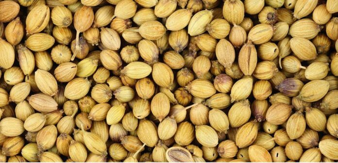 coriander seeds benefits