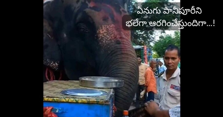 Viral Video: ఏనుగు పానీపూరీని భ‌లేగా ఆర‌గించేస్తుందిగా…!