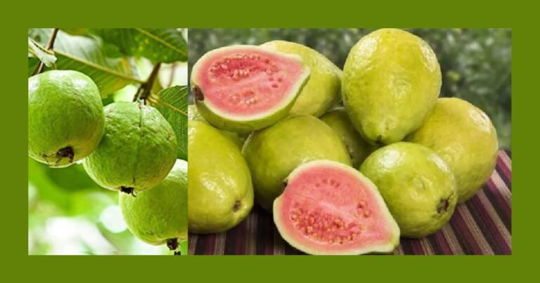 guava fruit for fat loss