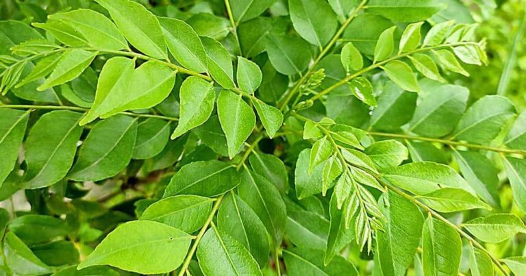 curry leaves health benefits