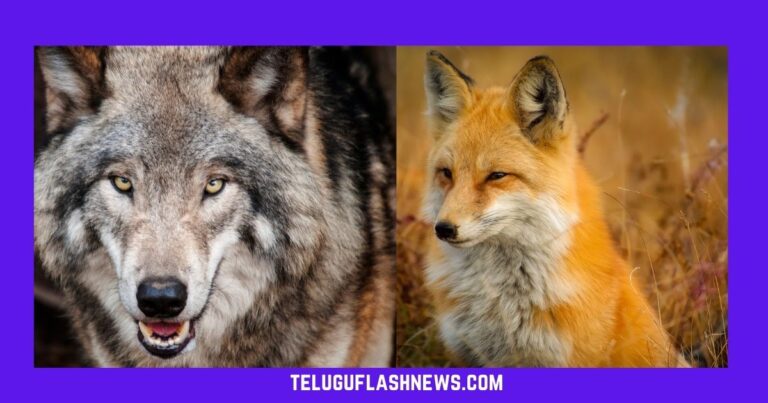 moral stories in telugu fox and wolf story