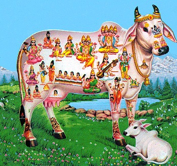 Gomatha : సకల దేవతా స్వరూపమైన గోమాత విశిష్టత, పూజ ఫలితాలు, ఆరోగ్య రహస్యాలు