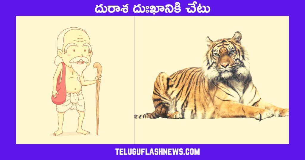 moral story tiger and the old brahmin