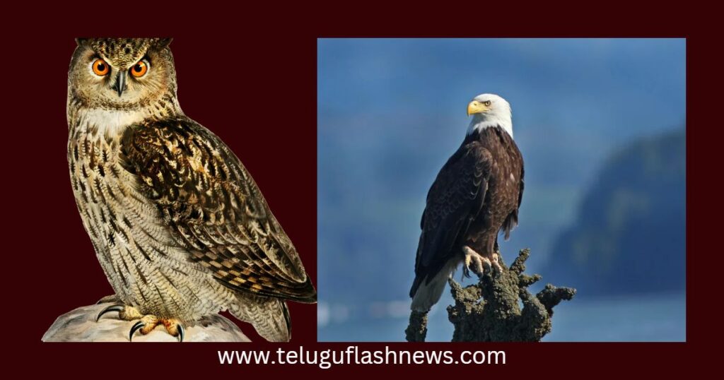 owl and eagle moral story