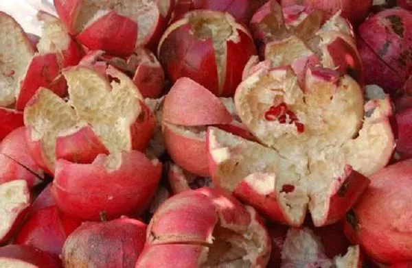 pomegranate peel