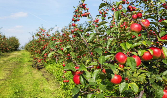 apple cultivation