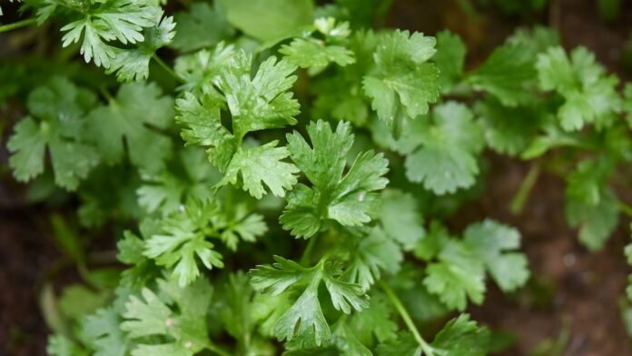 coriander leaves