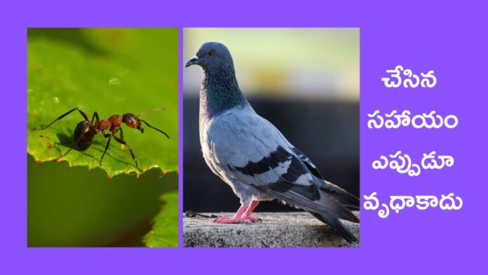 ant and pigeon moral story