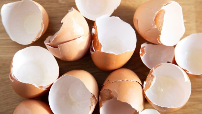 Eggshells