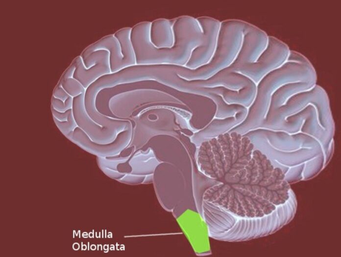 Medulla oblongata