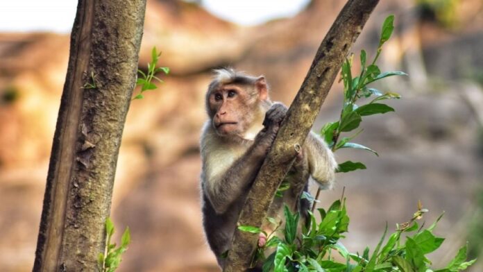 moral stories in telugu monkey on a treee