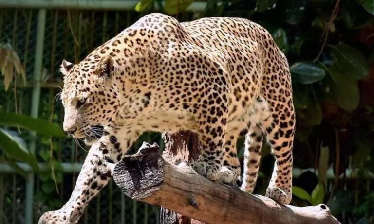 leopard in tirumala tirupathi