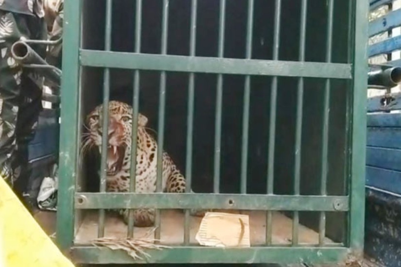 Tirumala Leopard incident