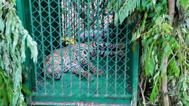 leopard in tirumala