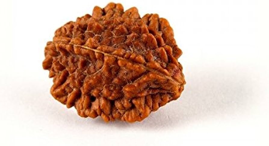 2 Mukhi Rudraksha