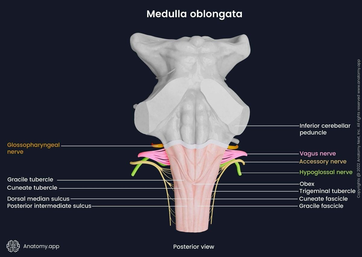 medulla oblongata shape