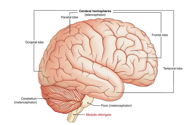 medulla oblongata