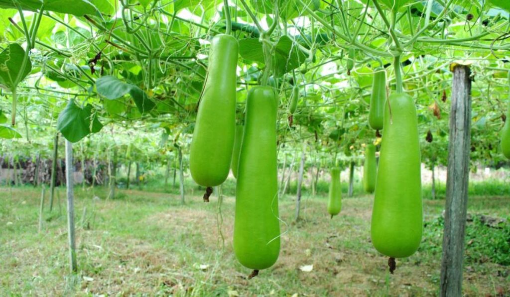 Bottle gourd benefits