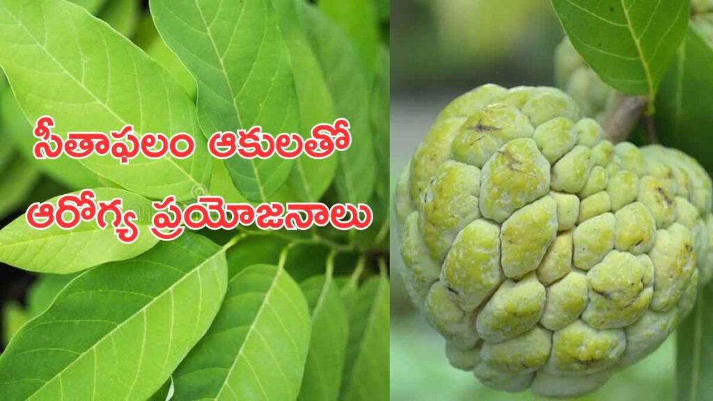 Custard Apple Leaves