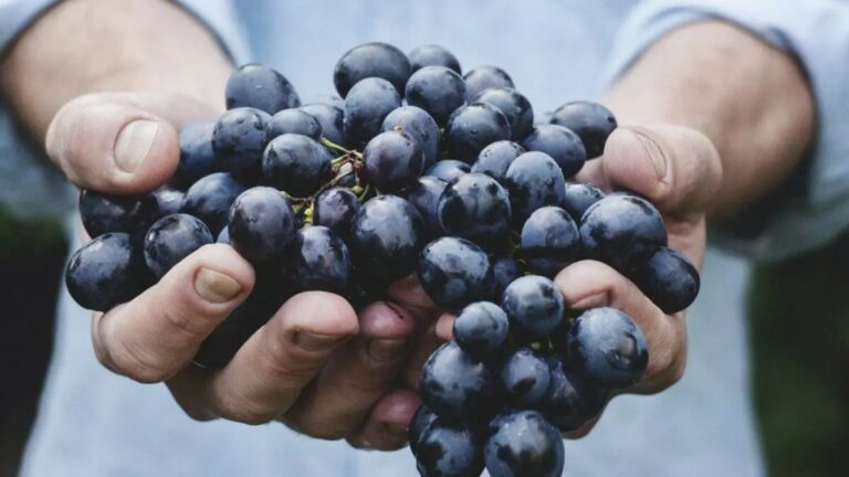 Black Grapes in winter