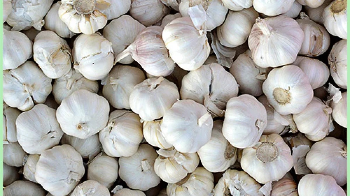garlic health benefits in winter