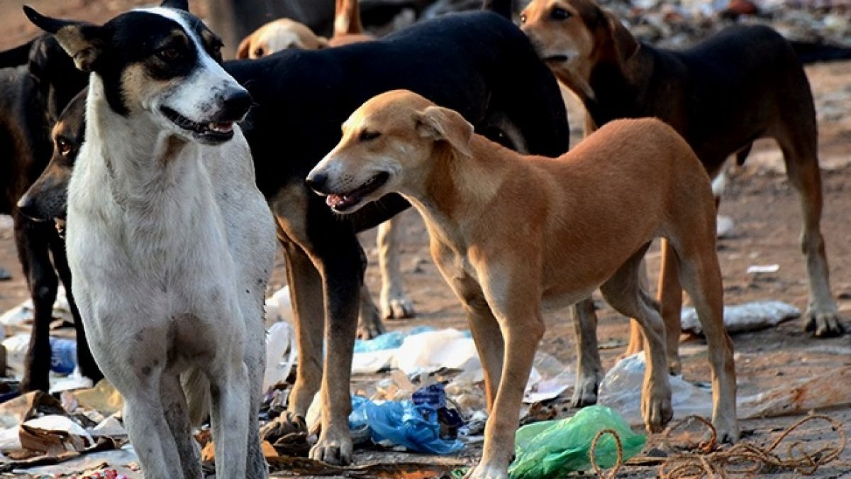 Mahbubnagar dogs killed