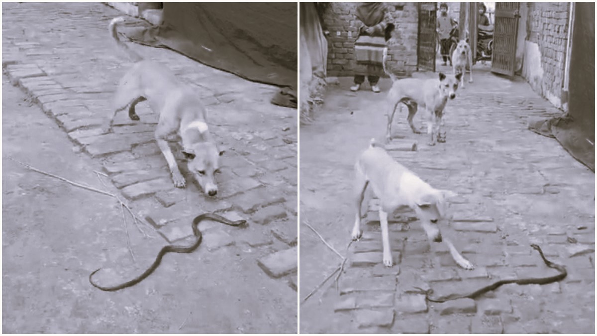 viral video dogs fighting with snake