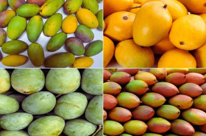 mango varieties